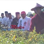 Wabup Bolsel Panen Cabe